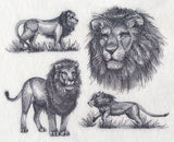 African Lion Sketch