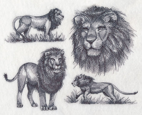 African Lion Sketch