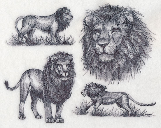 African Lion Sketch