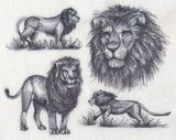African Lion Sketch