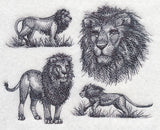 African Lion Sketch