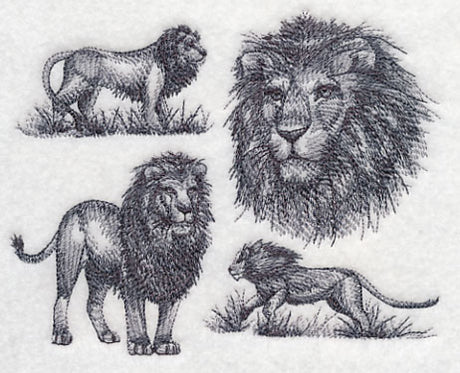 African Lion Sketch