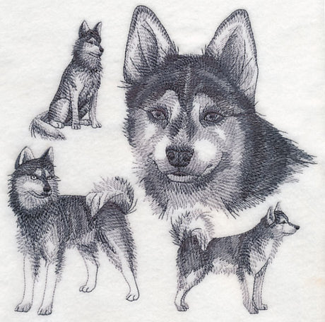 Klee Kai Sketch