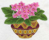 African Violets 1