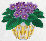 African Violets 2