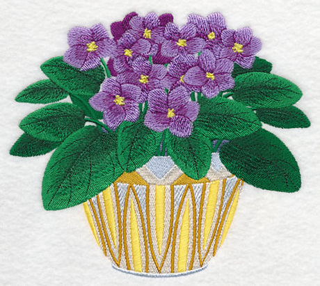 African Violets 2