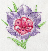 Geissorhiza Beauty