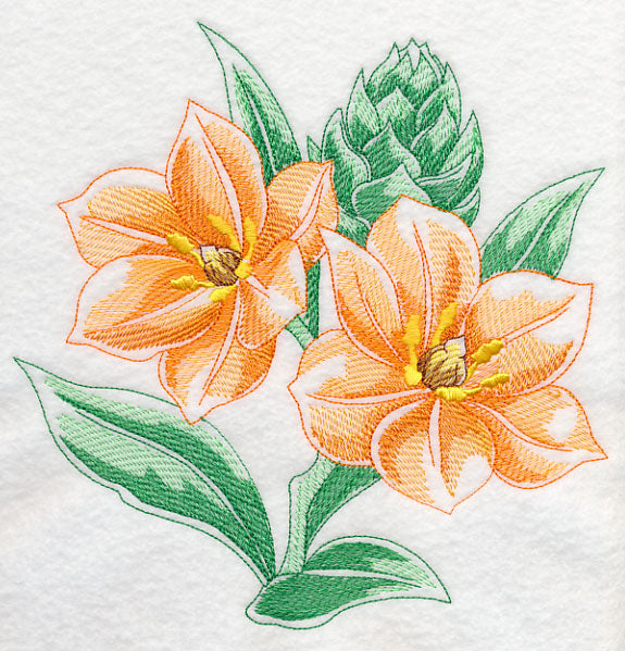 African Star Flower Beauty