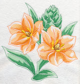 African Star Flower Beauty