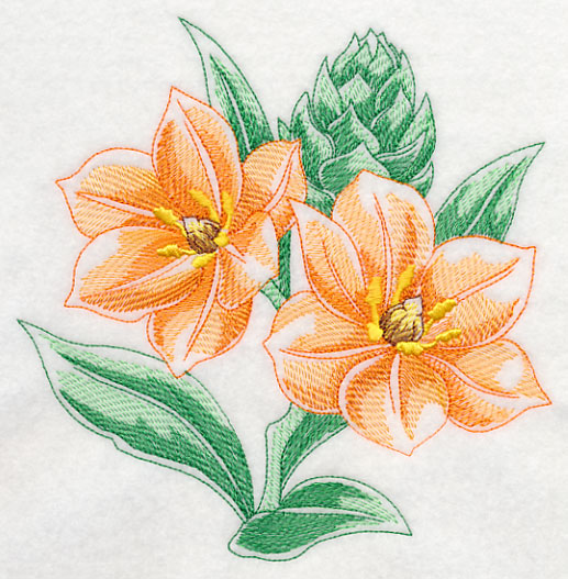 African Star Flower Beauty