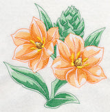 African Star Flower Beauty