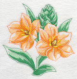 African Star Flower Beauty