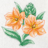 African Star Flower Beauty