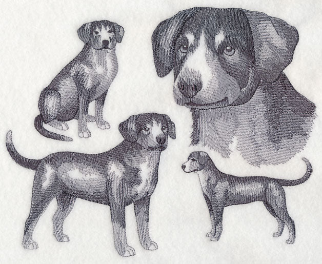 Entlebucher Mountain Dog Sketch (Full Tail)