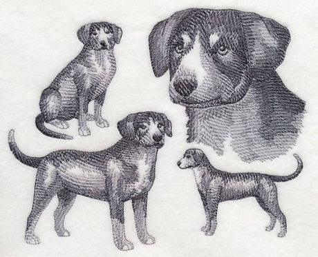 Entlebucher Mountain Dog Sketch (Full Tail)