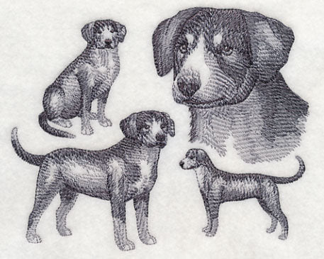 Entlebucher Mountain Dog Sketch (Full Tail)