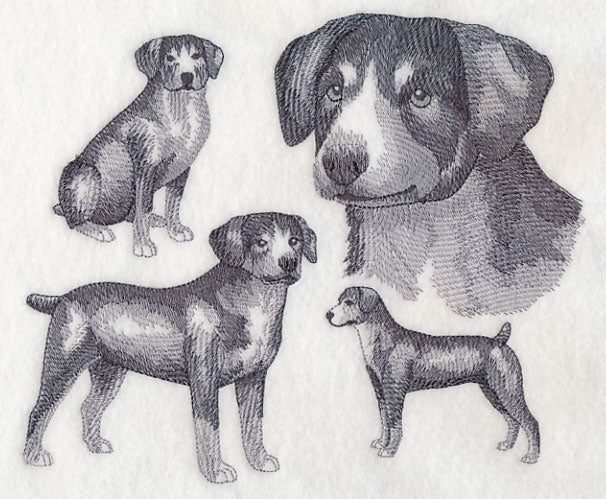 Entlebucher Mountain Dog Sketch (Docked Tail)