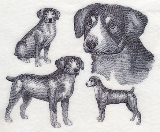 Entlebucher Mountain Dog Sketch (Docked Tail)