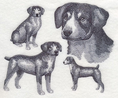 Entlebucher Mountain Dog Sketch (Docked Tail)