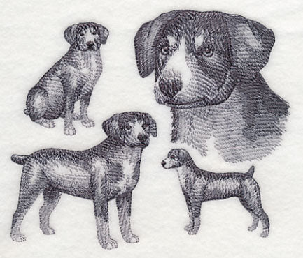 Entlebucher Mountain Dog Sketch (Docked Tail)