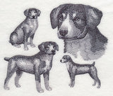 Entlebucher Mountain Dog Sketch (Docked Tail)