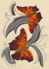 Question Mark Butterflies with Baroque Background