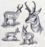 Pronghorn Sketch