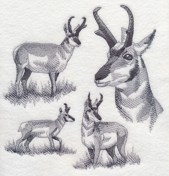 Pronghorn Sketch