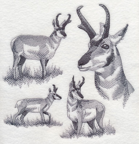 Pronghorn Sketch