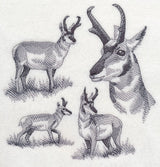 Pronghorn Sketch