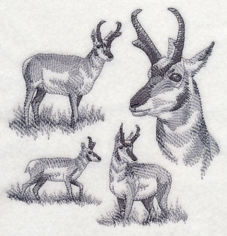 Pronghorn Sketch