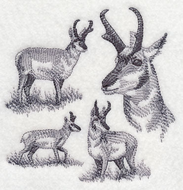 Pronghorn Sketch