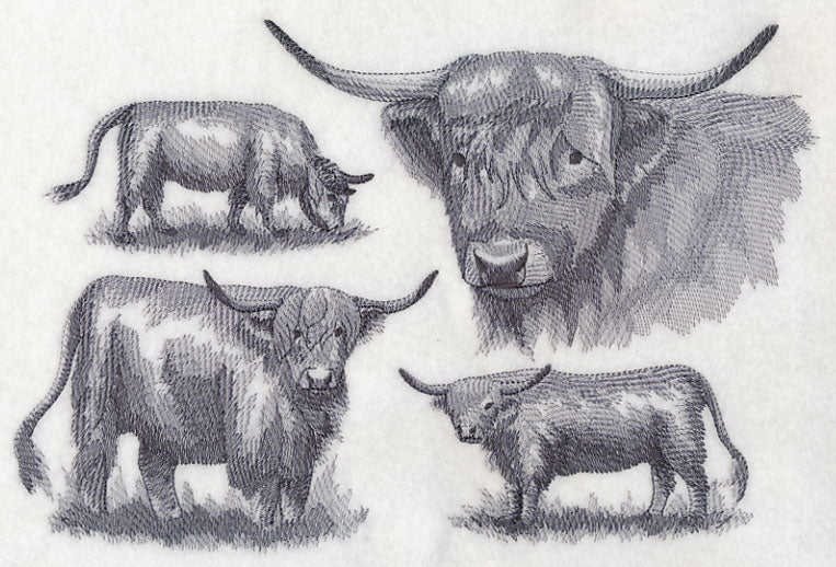 Highland Cattle Sketch