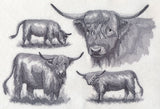 Highland Cattle Sketch