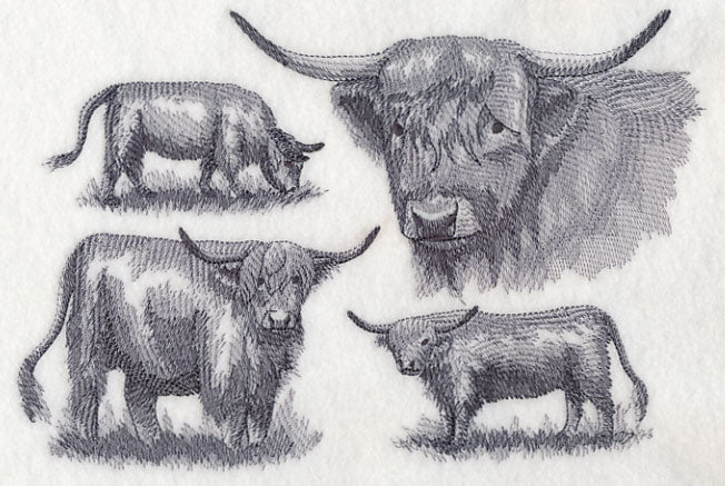 Highland Cattle Sketch