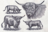 Highland Cattle Sketch