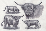 Highland Cattle Sketch