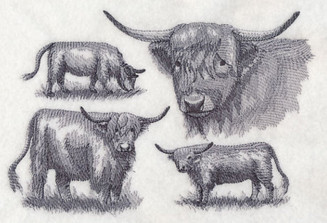 Highland Cattle Sketch