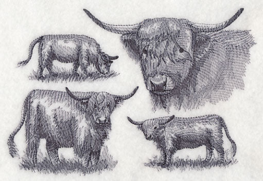Highland Cattle Sketch