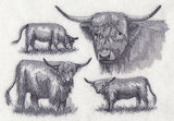 Highland Cattle Sketch