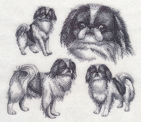 Japanese Chin Sketch