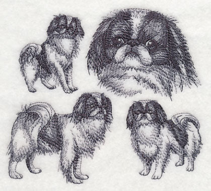 Japanese Chin Sketch