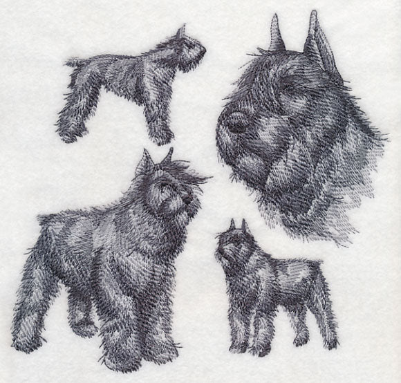 Bouvier de Flanders Sketch (Docked Tail and Cropped Ears)