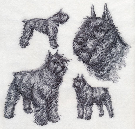 Bouvier de Flanders Sketch (Docked Tail and Cropped Ears)