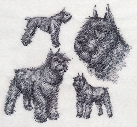Bouvier de Flanders Sketch (Docked Tail and Cropped Ears)
