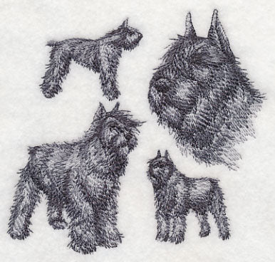 Bouvier de Flanders Sketch (Docked Tail and Cropped Ears)