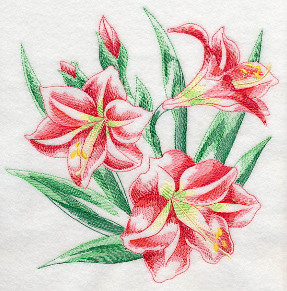 Amaryllis Sketch