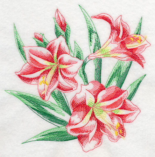 Amaryllis Sketch