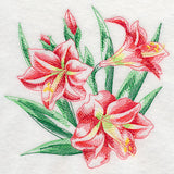 Amaryllis Sketch