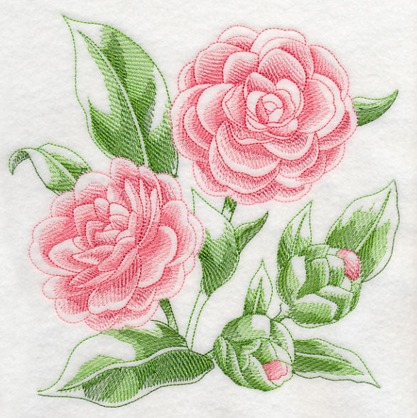 Camellia Sketch